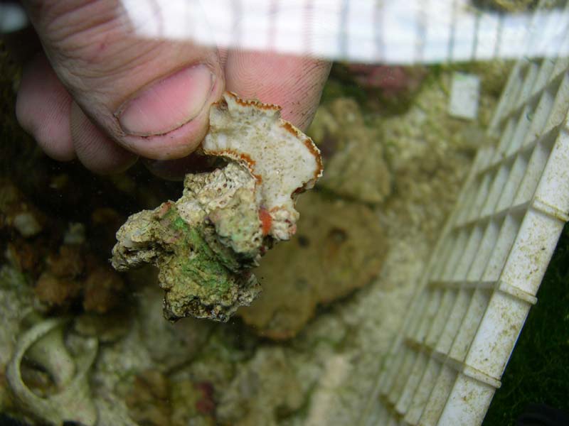 DSCN8088.jpg